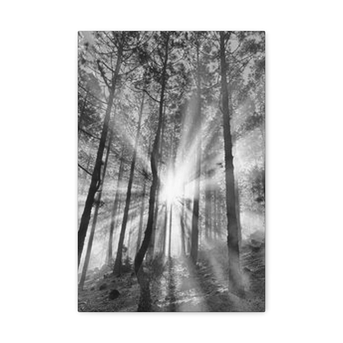 Sunshine Trees Canvas Art - Trees Wall Canvases