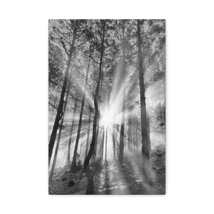 Sunshine Trees Canvas Art - Trees Wall Canvases