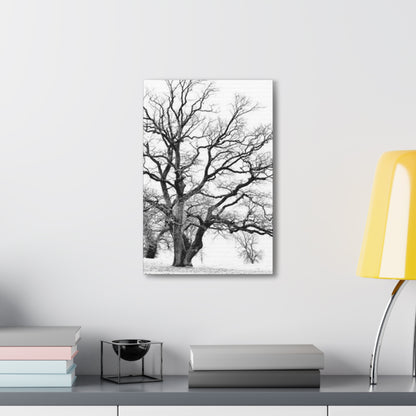 Framed Trees Canvas Wall Art - Tree Art on Wall